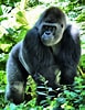 Image result for "chirodropus Gorilla". Size: 77 x 100. Source: unsplash.com