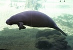 Image result for "trichechus Manatus". Size: 146 x 100. Source: www.zoochat.com