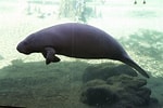 Image result for "trichechus Manatus". Size: 150 x 100. Source: www.zoochat.com