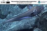 Image result for Coryphaenoides. Size: 151 x 100. Source: www.ncei.noaa.gov