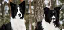 Image result for Bordercollie Pentuja. Size: 213 x 100. Source: www.hankikoira.fi