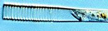 Afbeeldingsresultaten voor "Helicostomella subulata". Grootte: 350 x 50. Bron: www.smhi.se