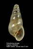 Afbeeldingsresultaten voor "odostomia Plicata". Grootte: 68 x 100. Bron: www.marinespecies.org