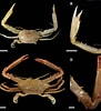 Image result for "podophthalmus Minabensis". Size: 91 x 100. Source: www.researchgate.net