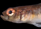 Image result for Gobiusculus flavescens. Size: 143 x 100. Source: www.aphotomarine.com
