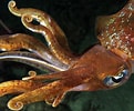 Image result for sepioidea. Size: 121 x 100. Source: reefguide.org
