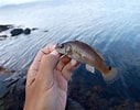 Image result for Ctenolabrus rupestris. Size: 127 x 100. Source: www.roughfish.com