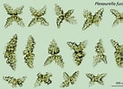 Afbeeldingsresultaten voor "cruella Fusifera". Grootte: 137 x 100. Bron: nsuworks.nova.edu