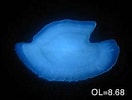 Afbeeldingsresultaten voor "lampadina Uropaos Atlantica". Grootte: 132 x 100. Bron: fsf.fra.affrc.go.jp
