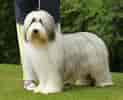 Image result for Bearded Collie. Size: 123 x 100. Source: animalsbreeds.com