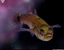 Image result for Gobiusculus flavescens. Size: 128 x 100. Source: www.pinterest.com