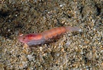 Image result for "lophogaster Typicus". Size: 146 x 100. Source: www.naturamediterraneo.com