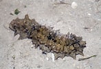 Image result for Stichopus horrens Dieet. Size: 147 x 100. Source: www.flickr.com