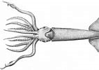 Afbeeldingsresultaten voor Gonatus steenstrupi Stam. Grootte: 142 x 100. Bron: tolweb.org