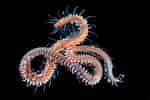 Image result for "syllides Longocirrata". Size: 150 x 100. Source: www.flickriver.com