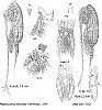 Afbeeldingsresultaten voor "bradycalanus Pseudotypicus". Grootte: 93 x 100. Bron: keys.lucidcentral.org