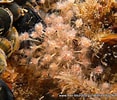 Image result for "ectopleura Dumortieri". Size: 117 x 100. Source: www.mer-littoral.org