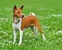 Image result for Basenji Hund. Size: 122 x 100. Source: animalsbreeds.com