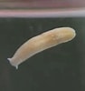 Image result for "procerodes Littoralis". Size: 94 x 100. Source: www.asturnatura.com