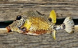 Image result for Smooth Trunkfish Genus. Size: 161 x 100. Source: mexican-fish.com