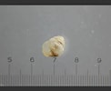 Afbeeldingsresultaten voor "limacina retroversa Balea". Grootte: 122 x 100. Bron: www.aphotomarine.com