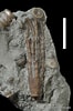 Image result for "pontophilus Sculptus". Size: 66 x 100. Source: drydredgers.org