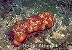 Image result for "scyllarides Tridacnophaga". Size: 144 x 100. Source: www.marinelifephotography.com