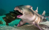 Afbeeldingsresultaten voor Crested Horn Shark egg. Grootte: 164 x 100. Bron: www.reddit.com