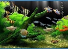 Image result for Vista Screensaver Fish Tank. Size: 139 x 100. Source: download-screensavers.biz
