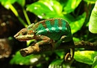 Image result for Chameleon Profile. Size: 142 x 100. Source: www.thesprucepets.com