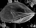 "ostreopsis Lenticularis" に対する画像結果.サイズ: 128 x 100。ソース: www.flickriver.com