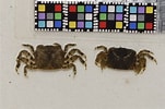Image result for "deiratonotus Japonicus". Size: 151 x 100. Source: ffish.asia