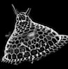 Afbeeldingsresultaten voor "atlanticella Craspedota". Grootte: 98 x 100. Bron: autoradio.cerege.fr