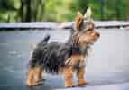 Silky Terrier-साठीचा प्रतिमा निकाल. आकार: 143 x 100. स्रोत: animalsbreeds.com