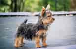 Image result for Silky Terrier. Size: 154 x 100. Source: animalsbreeds.com