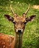 Image result for Red deer Female. Size: 82 x 100. Source: pxhere.com