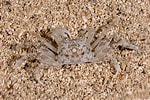 Image result for Ocypode Crab. Size: 150 x 100. Source: scuba.spanglers.com