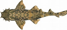 Image result for Orectolobus parvimaculatus. Size: 223 x 100. Source: marinewise.com.au