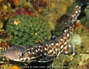 Image result for "atelomycterus Macleayi". Size: 129 x 100. Source: www.mindenpictures.com