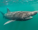 Afbeeldingsresultaten voor Basking Shark. Grootte: 127 x 100. Bron: cadivingnews.com