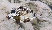 Image result for Smooth Trunkfish Genus. Size: 173 x 100. Source: mexican-fish.com