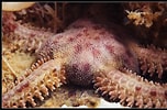 Image result for "ophiopholis Aculeata". Size: 152 x 100. Source: www.flickr.com
