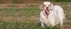 Image result for Clumber Spaniel Hunde. Size: 242 x 100. Source: wagwalking.com