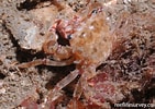 Image result for "mysidopsis Bispinosa". Size: 141 x 100. Source: reeflifesurvey.com