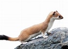 Image result for Stoat animal. Size: 140 x 100. Source: www.dkfindout.com