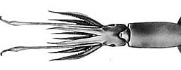 Afbeeldingsresultaten voor Psychroteuthis glacialis Anatomie. Grootte: 258 x 80. Bron: www.tolweb.org