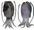 Afbeeldingsresultaten voor Sepiella japonica Geslacht. Grootte: 113 x 100. Bron: www.eonet.ne.jp