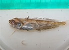 Image result for "urophycis Tenuis". Size: 139 x 100. Source: www.marinespecies.org
