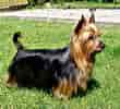 Image result for Silky Terrier. Size: 110 x 100. Source: www.mydogbreeds.com