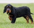 Bilderesultat for Gordon Setter. Størrelse: 122 x 100. Kilde: www.allbigdogbreeds.com